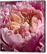 A Rose Is A Rose Is A Rose Acrylic Print