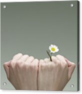 A Single Daisy Emerging From The Crack Of A Finger Acrylic Print