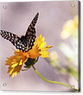 A Sip Of Coreopsis Acrylic Print