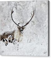 A Small Group Of Caribou Migrates Acrylic Print