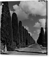 A Street Lined With Cypress Trees Acrylic Print