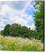 A Summer Meadow Acrylic Print