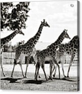 A Tower Of Giraffe - Black And White Acrylic Print