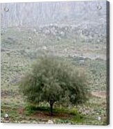 A Tree In Israel Acrylic Print