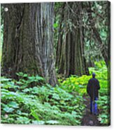 A Walk In The Ancient Forest Acrylic Print