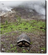 A Young, Giant Tortoise Sits Acrylic Print