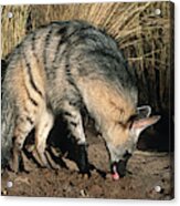 Aardwolf (proteles Cristatus) Hunting, Side View, Africa Acrylic Print