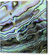 Abalone Shell Rainbow Acrylic Print
