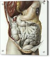 Abdominal Organs Acrylic Print