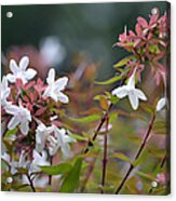Abelia Grandiflora Acrylic Print