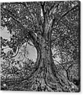 Abernathy Beech Tree Acrylic Print