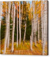 Abstract Autumn Birches Acrylic Print
