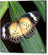 Butterfly On Leaves Acrylic Print