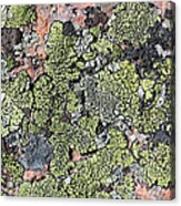 Acadia Granite 13 Acrylic Print