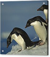 Adelie Penguin Commuting Sea Antarctica Acrylic Print