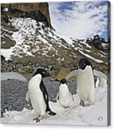 Adelie Penguin Trio Walking Antarctica Acrylic Print