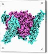 Adenovirus Host Cell Receptor Molecule Acrylic Print