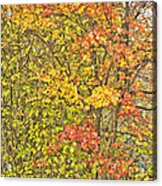 Adirondack Autumn Leaves Acrylic Print