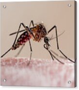 Aedes Aegypti Mosquito (mosquito Da Dengue) Acrylic Print