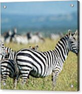 Africa, Tanzania, Zebras Acrylic Print