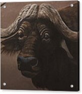 African Buffalo Acrylic Print