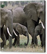 African Elephant Females And Calves Acrylic Print