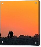 African Elephant Sunset Acrylic Print