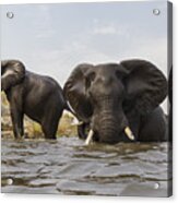 African Elephants In The Chobe River Acrylic Print