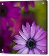 African Gerbera Standout Acrylic Print