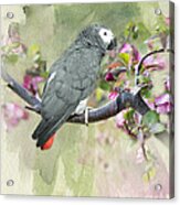 African Gray Among The Blossoms Acrylic Print