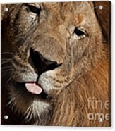 African Lion Acrylic Print