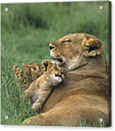African Lions Mother And Cubs Tanzania Acrylic Print