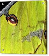 African Moon Moth Wing Acrylic Print