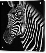 African Stallion Acrylic Print