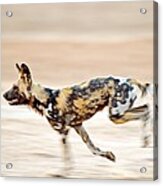 African Wild Dog Acrylic Print