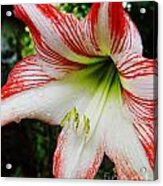 After The Rain Lily Acrylic Print