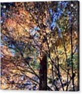 Afternoon Glow Favorite Maple Tree Acrylic Print