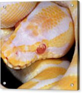 Albino Royal Python Acrylic Print