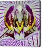 Alien Moth Orchid Acrylic Print
