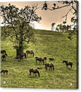 All The Pretty Little Horses Acrylic Print