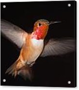 Allen's Hummingbird Blur 2 Acrylic Print
