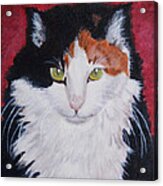 Alley Cat Acrylic Print
