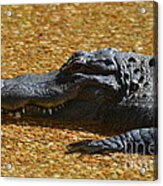 Alligator Acrylic Print