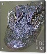 Alligator Stare Acrylic Print