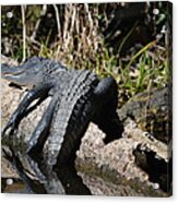 Alligator sunbathing