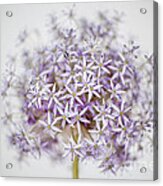Allium Flower Acrylic Print