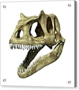 Allosaurus Dinosaur Skull, Artwork Acrylic Print