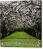 Almond Orchard Acrylic Print