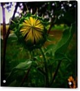 Almost Time For Another Sunflower Acrylic Print