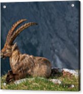 Alpine Ibex Acrylic Print